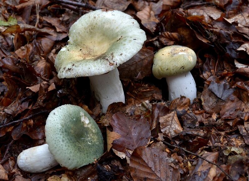 Russula virescens