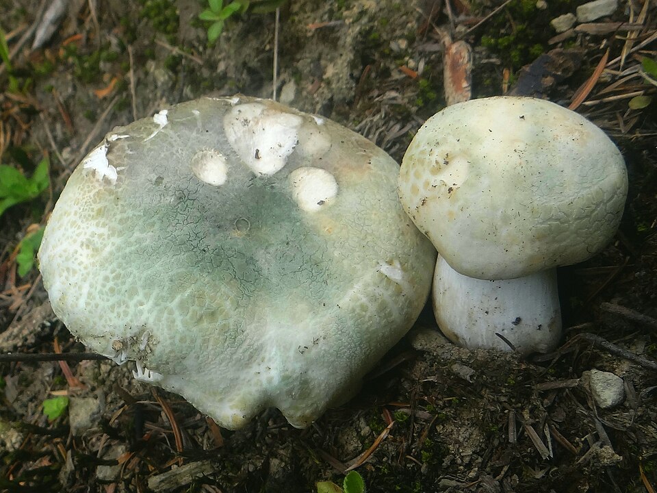 Russula_virescens_Jerzy_Opiola