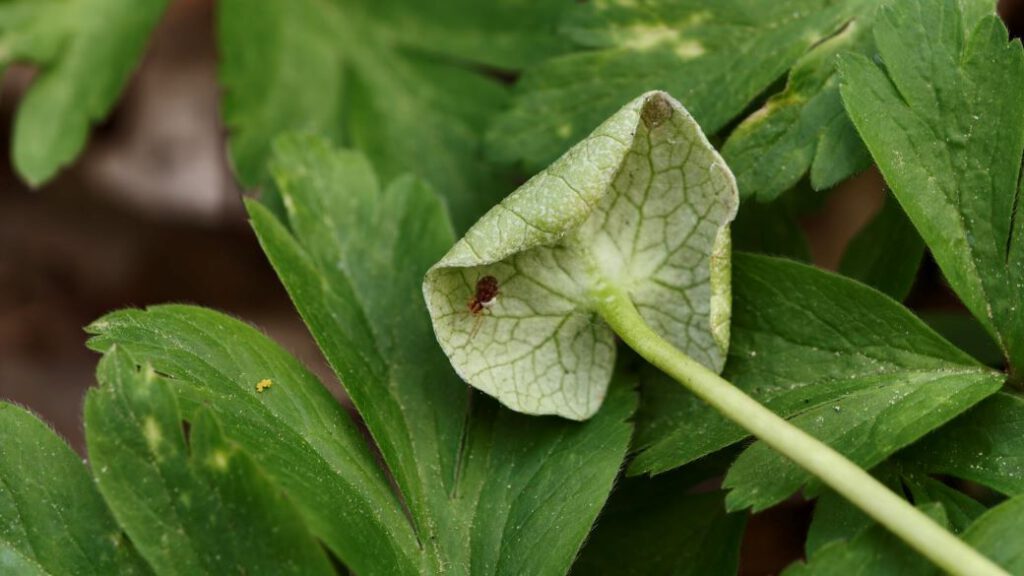 Peronospora ficariae