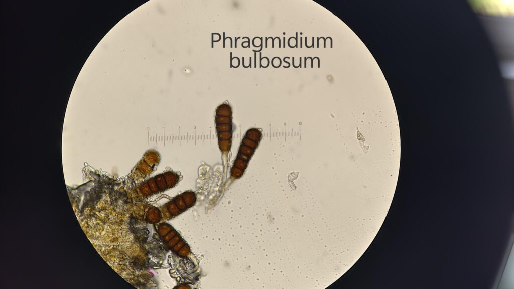 Phragmidium bulbosum