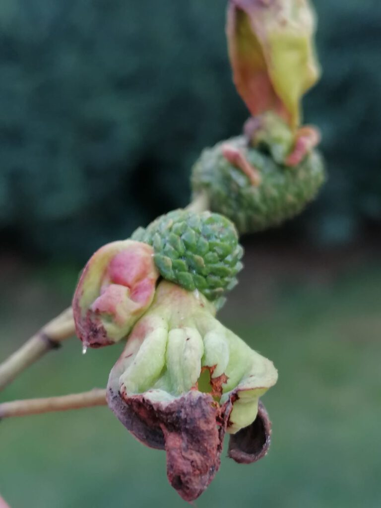 Taphrina alni