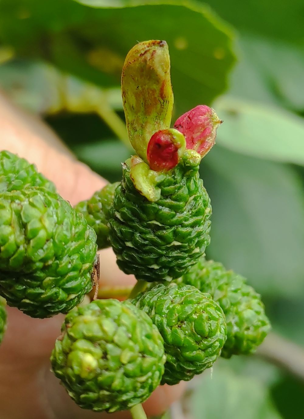 Taphrina alni